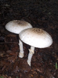 Mushroom_Amanita Mushroom