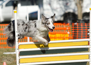 Agility