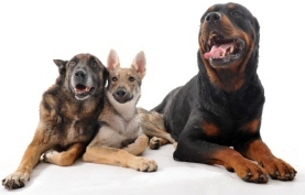 group of dogs
