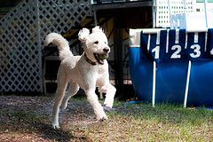 oliver-ball