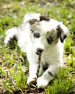 Dog training involves providing lots of chew just be sure they don't make your dog sick!