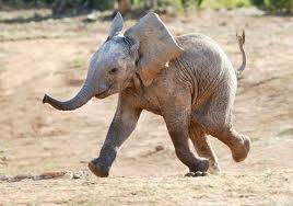 HappyElephant