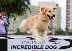 Agility dog Snitch SNITCH PURINA INCREDIBLE DOG MAY2013