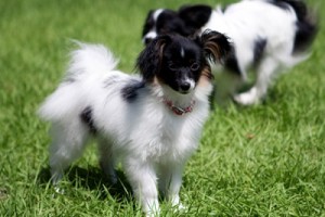 KB-Lil-bit-pup-play