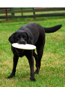 dog with a disc (frisbee) toy in mouth