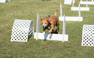 dog jumping over hurdles playing flyball
