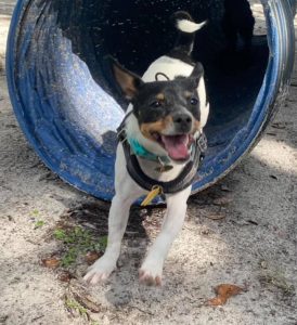 dog running through agility tunnel