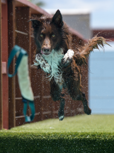 dog jumping from dock into swimming pool