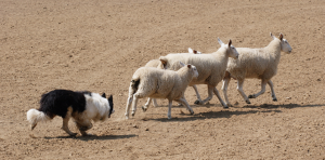 dog herding four sheep