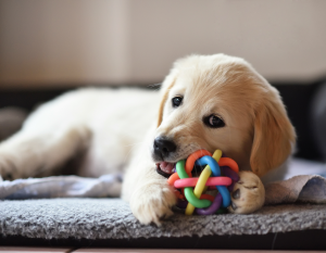 dog with textured rope ball toy in mouth