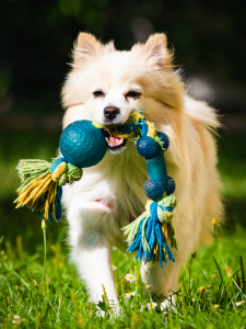 dog with rope toy in mouth