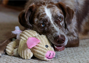 dog with squeaky stuffed animal toy in mouth