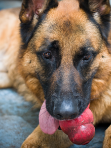 dog with Kong in mouth