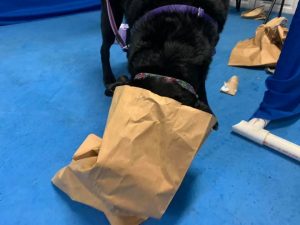 dog with head in paper bag searcing for food