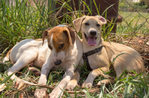 two dogs sitting together