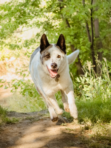 dog running on dirt nature trail