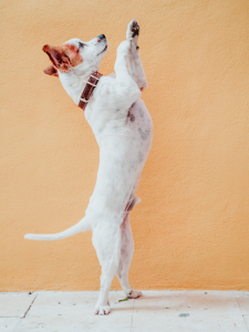 dog standing tall for a trick