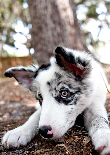 positive reinforcement dog training