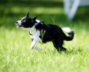 dog training with clicker by courteous canine