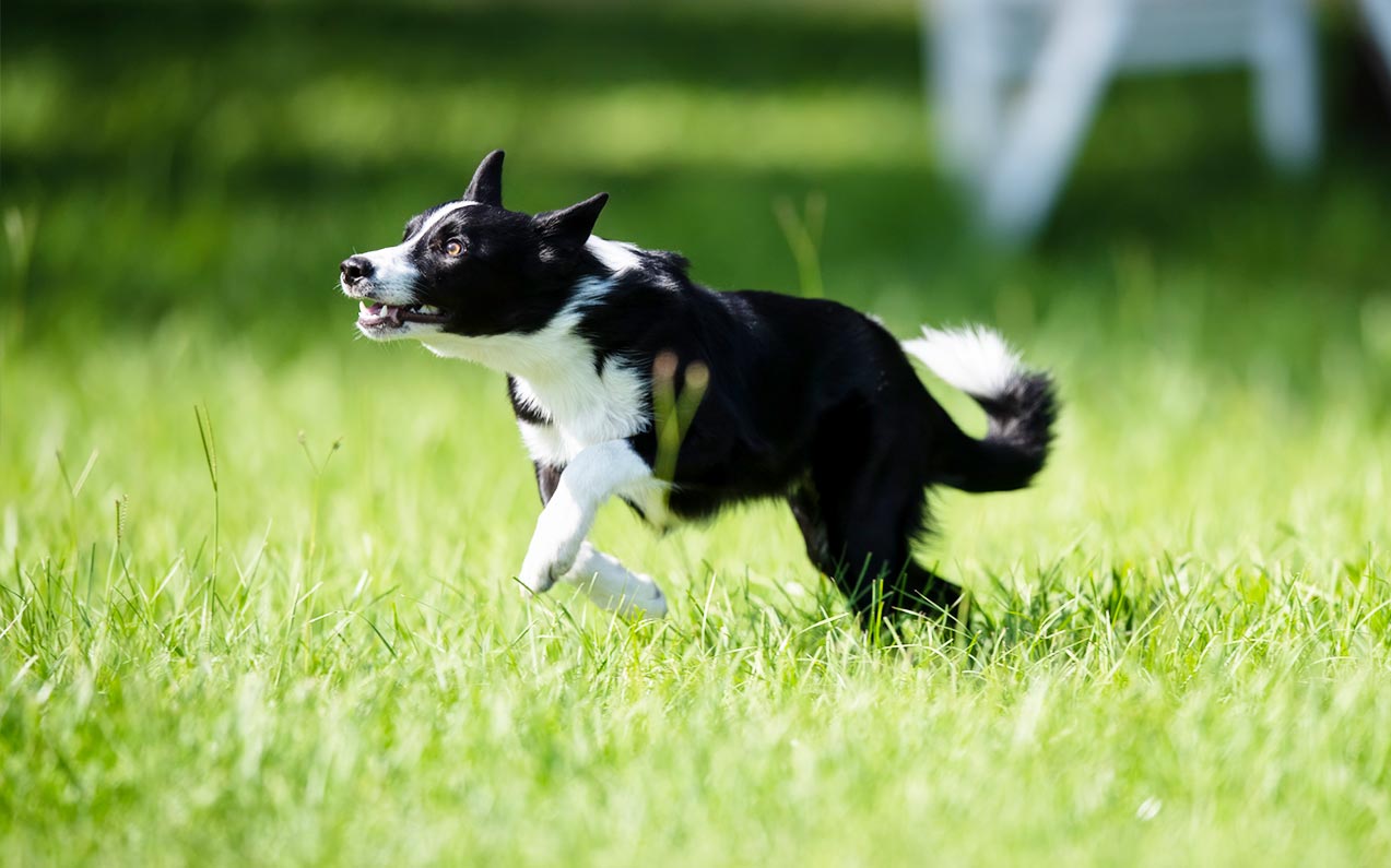 dog training with clicker by courteous canine