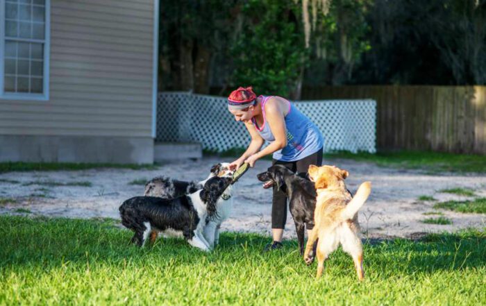 tampa dog day care