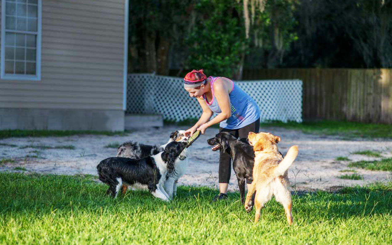 tampa dog day care