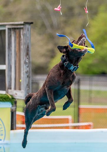 dog trainer in tampa by courteous canine