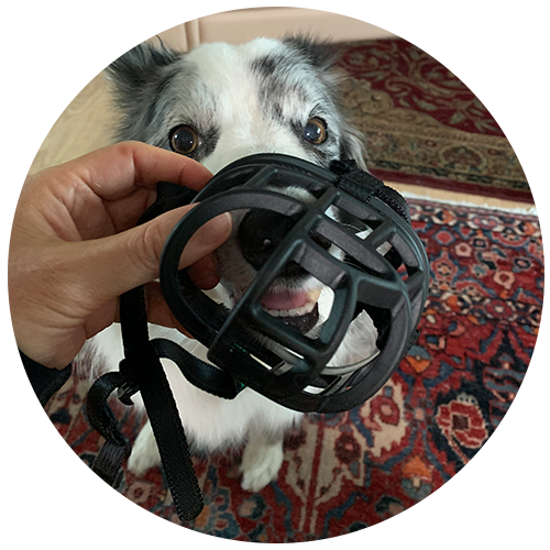 dog muzzle training: step 3