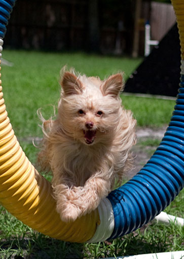 dog agility in tampa