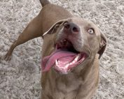 Dog Play group in tampa by courteous canine