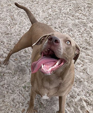Dog Play group in tampa by courteous canine