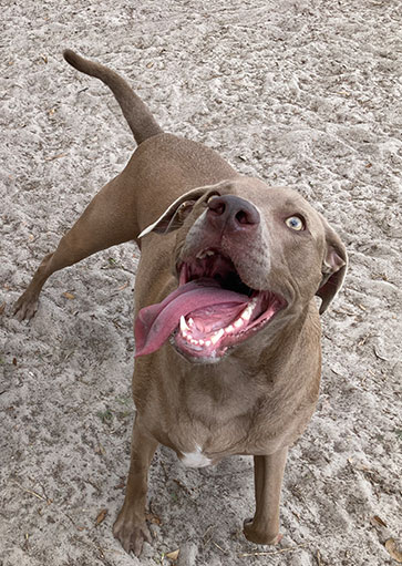 Dog Play group in tampa by courteous canine