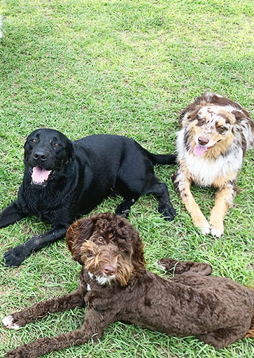 dog daycare tampa at courteous canine