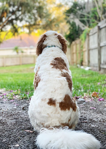 dog training and boarding in tampa by courteous canine