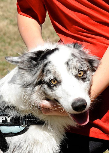 dog manners and obedience training in tampa