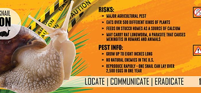 Risks: major agricultural pest, eats over 500 different kinds of plants, feeds on stucco homes as a source of calcium, may carry rat lungworm, a parasite that causes meningitis in humans and animals. Pest info: grow up to eight inches long, no natural enemies in the US, reproduce rapidly: one snail can lay over 2500 eggs in one year. Do not handle snails without gloves - serious health risk. Illegal to possess or import into the US without a permit. Locate, communicate, eradicate. 1-888-397-1517