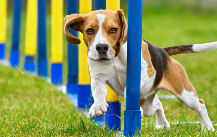 dog weaving through agility weaves