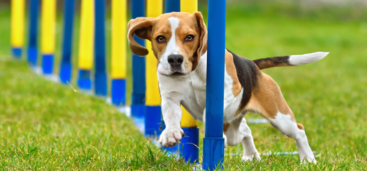 dog weaving through agility weaves