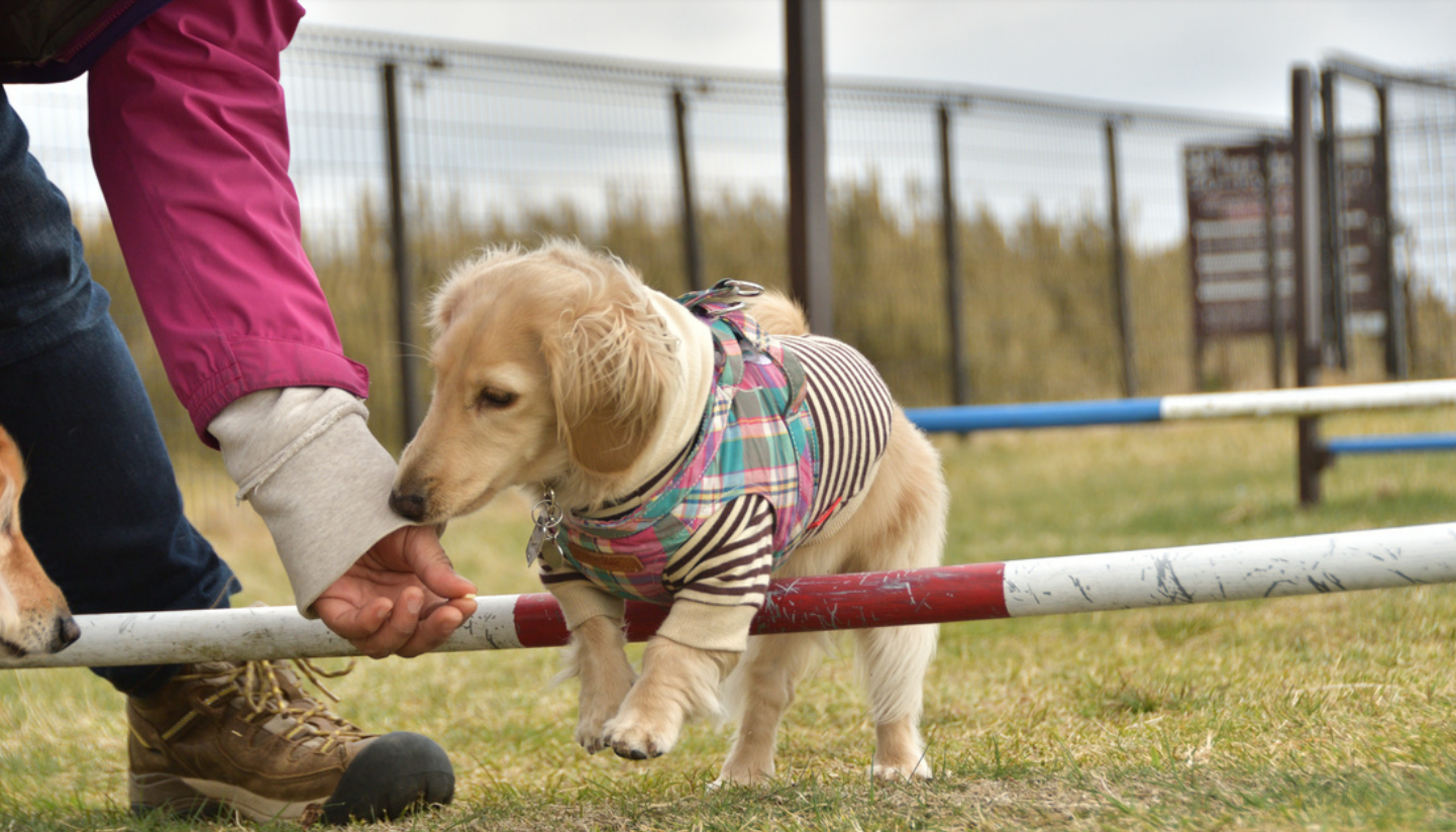 person encouraging dog over agility jump