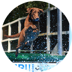 dog swimming and dock jumping in tampa