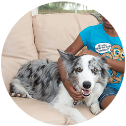 pet therapy in tampa dog training classes