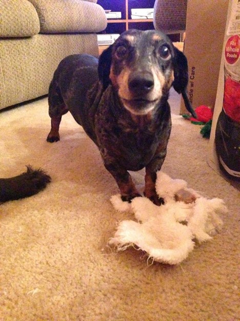 Dog standing over remnants of a toy.