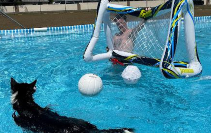 dog playing soccer in the pool