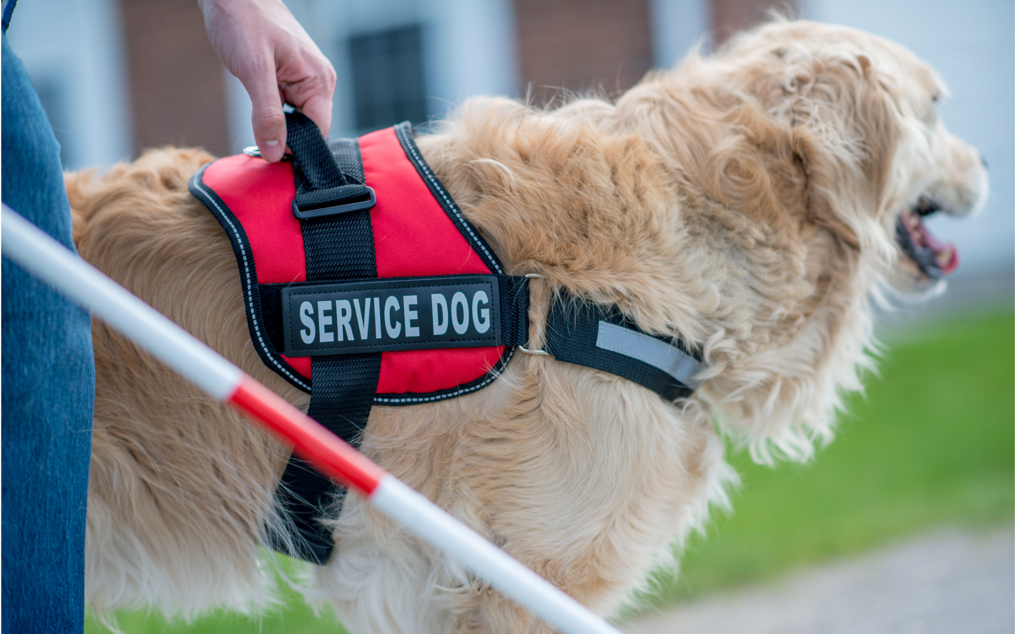 Guide dog with "service dog" vest